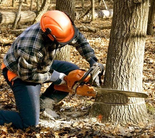 Tree Removal in Wister, OK